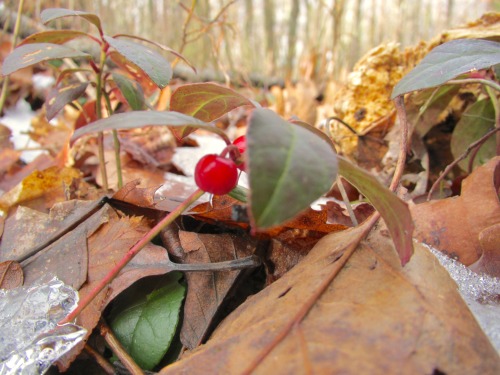 And then I went up to the Appalachian Trail along the top of the ridge to look at tiny things for a 