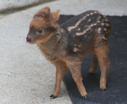 tokyoghettopuppy:  EARTH IS NOT READY FOR THESE BABY PUDU PICTURES [by chunt01] 