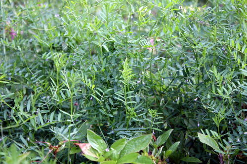 Lentil vetchVicia tetraspermaC Dalgial, CC 3.0