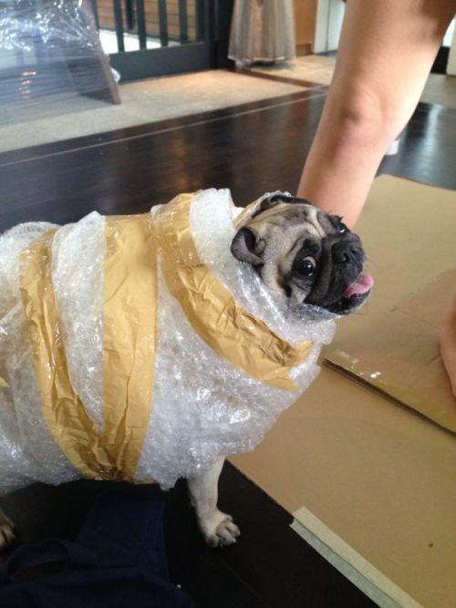 sizeugly:  d0gbl0g:  SAFETY PUG  I THOUGHT THE LEG ON THE RIGHT WAS A FINGER AND THE PUG WAS SUPER T