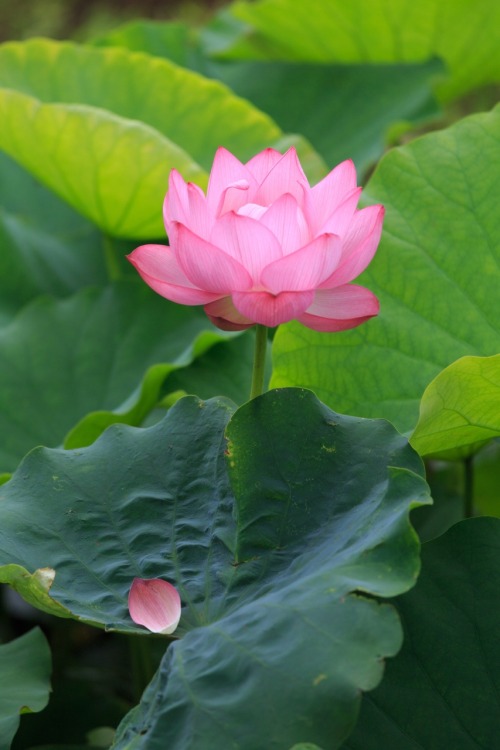 sazanami-ayame: 落ちた花弁も絵になるのが蓮の花。 佐原水生植物園にて。 2014.7.21