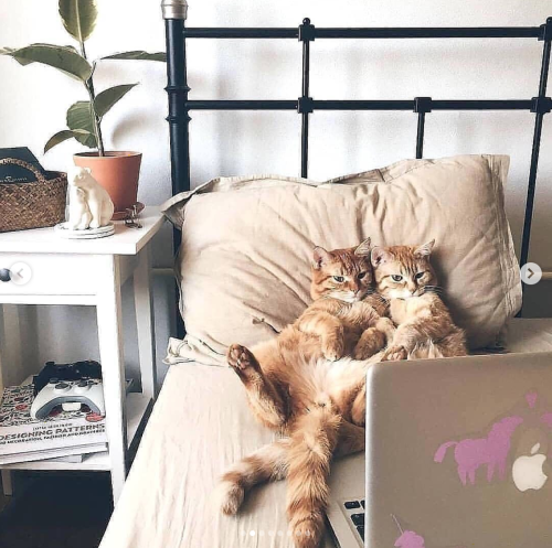 justcatposts: So much love  via @anyagrapes