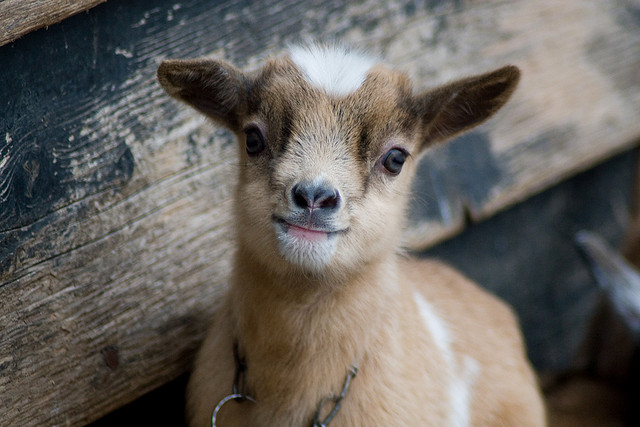 babygoatsandfriends:
“baby goat by ksvrbrg on Flickr.
looook !!!!!!!!
”