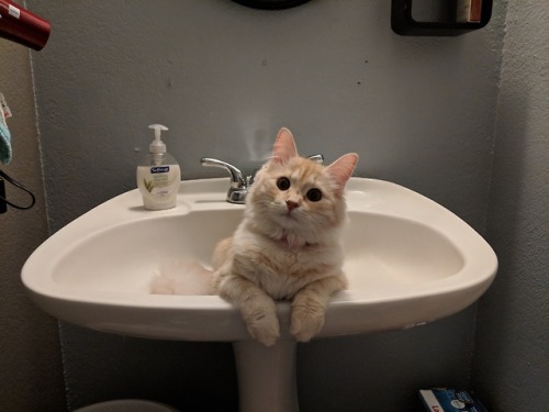 awwcutepets:This is Cinnamon, she likes to make you uncomfortable while you use the bathroom!