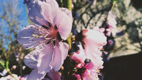 pxlestine:Almond Blossoms | Home, Gaza.