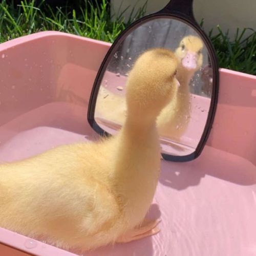Oh hey there  via @thesassyducks​ instagram