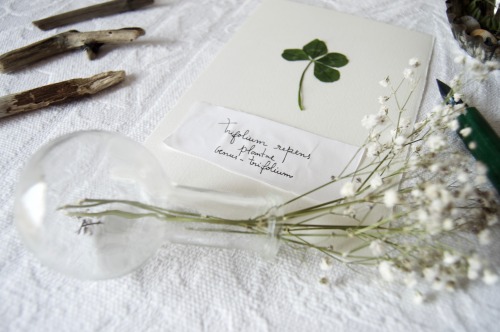 thecandourcabin:  Yesterday was being a normal day for me, until I’ve found this four-leaf clo