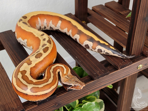 Judging from her stomach color, she might be headed into blue… Hard to imagine really!Python 