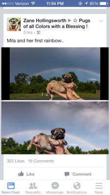 andiebug:  i love this cos it makes it sound like the dog made the rainbow. im so proud of her 
