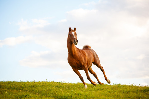 barbaraobrienphoto2015day:  Daily Dose - November 13, 2015 - Summer Run - Arabian Horse - Prince 201