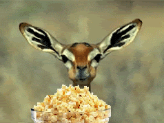 coolfunnymemes:  deerpopcorn.gif Find More Funny Gifs