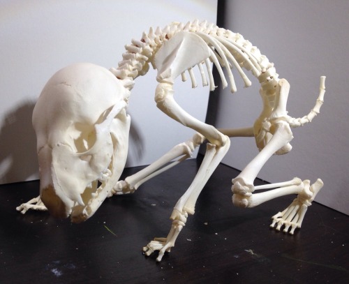 topaz4girl: A small alien skeleton (actually a juvenile raccoon) I finished articulating! Their shor