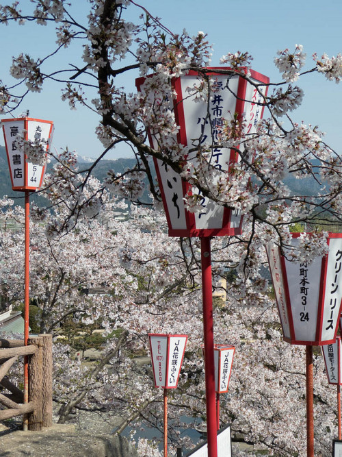 minuga-hana: Sakura in Maruoka byJulien MENTZER 