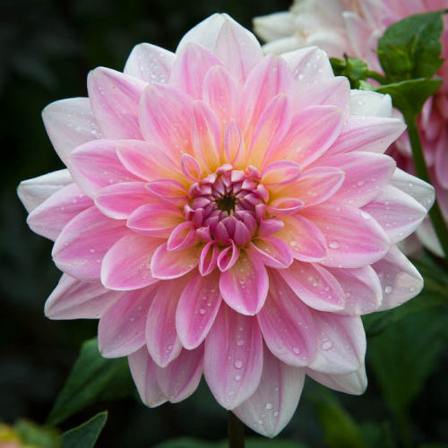 pocula:  dahlia