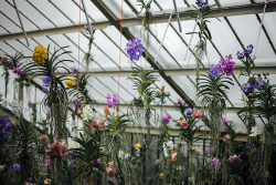 cinnamonthursdays: Orchid Pattern By Karolina Koziel Website | Instagram | Pinterest | Tumblr 
