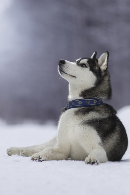 thepetszone:Cool Siberian Husky Snap Shot