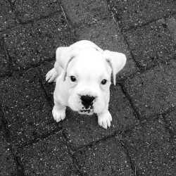 cute-overload:  When I take her outside to go potty she just sits down and looks at me like this.http://cute-overload.tumblr.com  Gimme