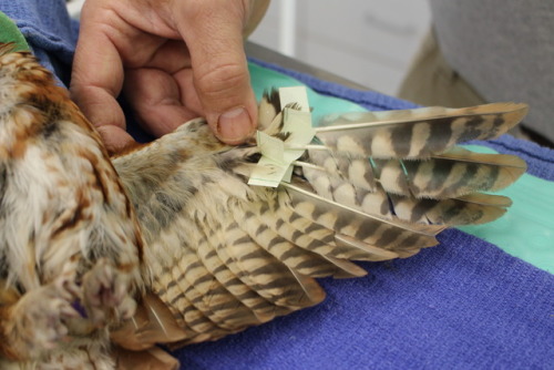 zooophagous:why-animals-do-the-thing:crc-rehab-blog:Replacing damaged feathers on an Eastern screech