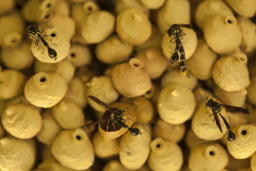 strangebiology:  The Society of Biology announced the winners of its annual photo contest, including these photos: A Shelter Designed by Nature, by Robert CabagnotMeal Time, by Boris BarathLife and Environment, by Dimple PancholiSpider like from another