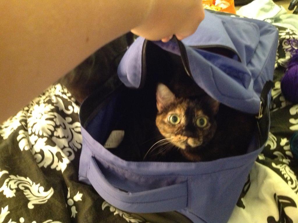 getoutoftherecat:  get out of there cat. this is a backpack not a catpack.