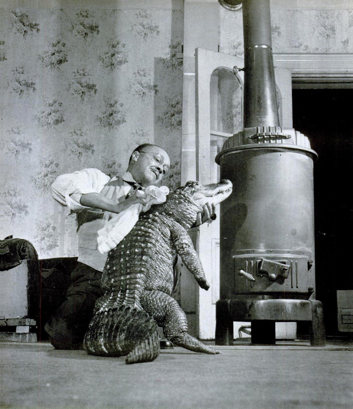 Gatie the alligator, 1948. 1 - After a bath, Gatie the Chicago Alligator braces