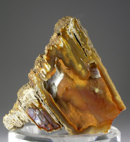 Agatized Coral - Withlacoochee River, Lowndes County, Georgia, USA