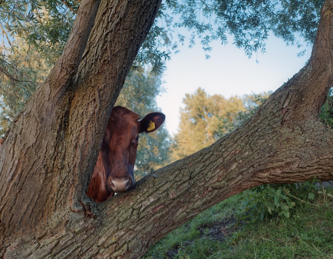 klaasfoto: Hide and seek 2019. After playing hide and seek with cows for three years