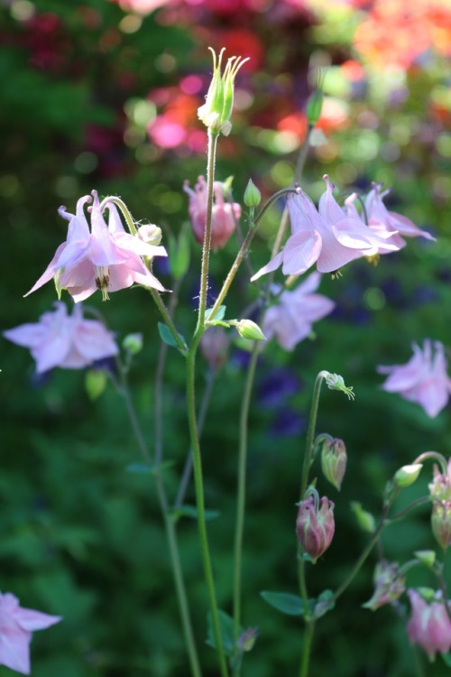 boschintegral-photo: Columbine (Aquilegia Vulgaris)