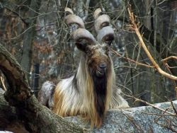 forbidden-sorcery:anungulateaday:Bukharan Markhor [Capra falconeri heptneri] this mfer is a wizard and you can’t tell me otherwise 