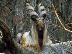 anungulateaday:Bukharan Markhor [Capra falconeri heptneri]