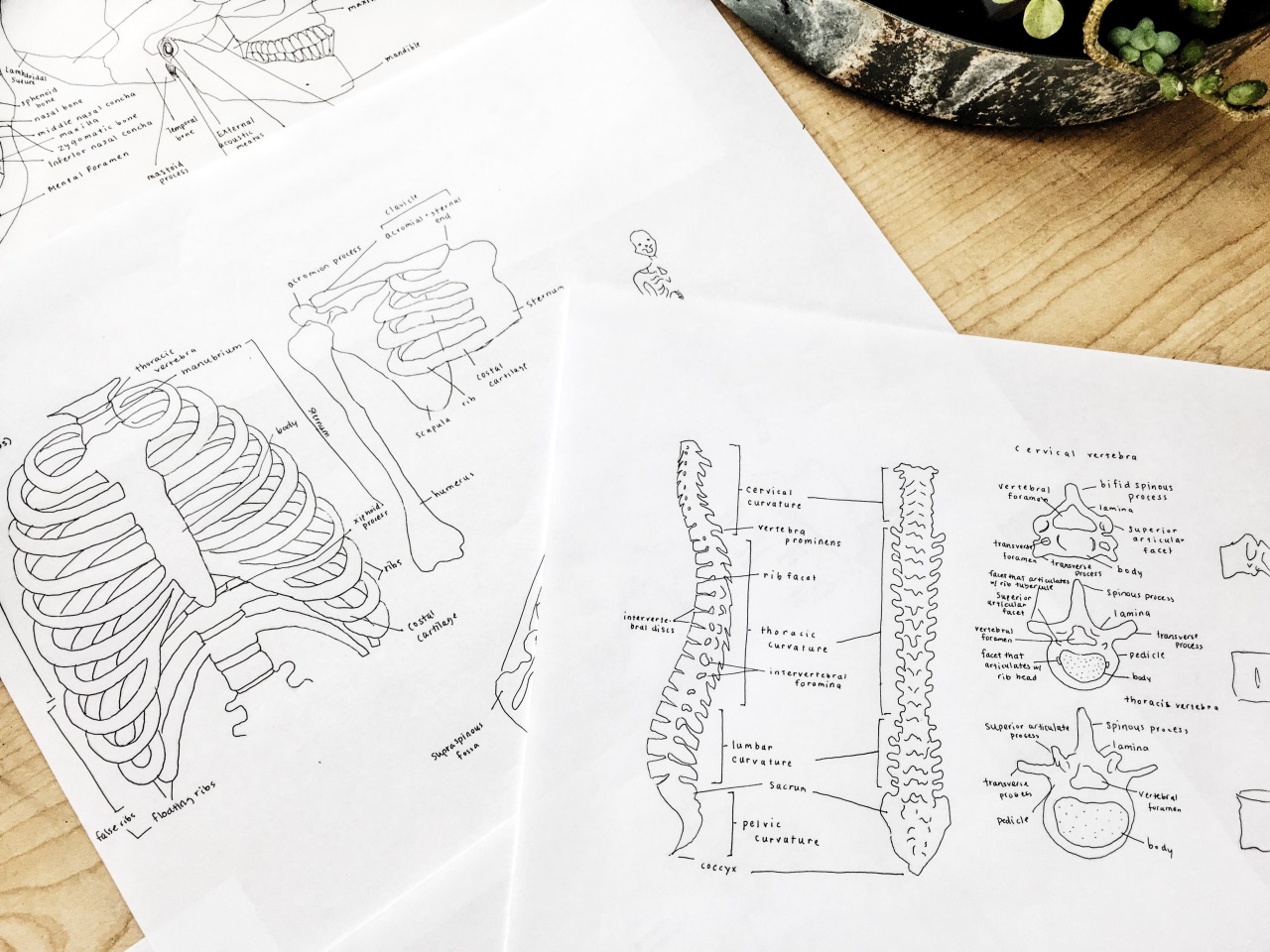 studyworkshop:  15-Nov-2016 More anatomy notes that got me a prize-skull-ring for
