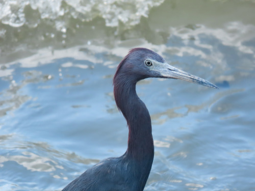 Garça-azul/Little Blue Heron Egretta caerulea