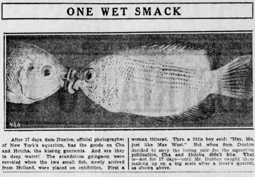 snowflakeeel: yesterdaysprint: The Winnipeg Tribune, Manitoba, November 11, 1933 O N E W E T S M A C