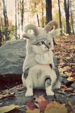 cute-overload:  Cat dressed like a goathttp://cute-overload.tumblr.com