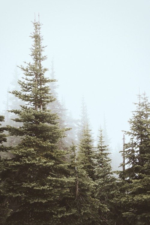 theghostgirls:Mountain mist