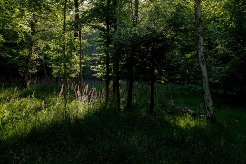 The Foxglove Woods by Adrian Jones