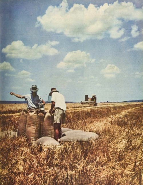 Harvesting wheat, Darling Downs QLD, 1958