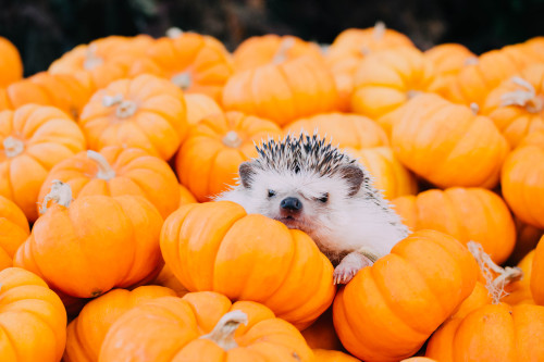 tessarecovering:I took Hazel my hedgehog to a pumpkin patch. I think she enjoyed it! Isn’t she a cut