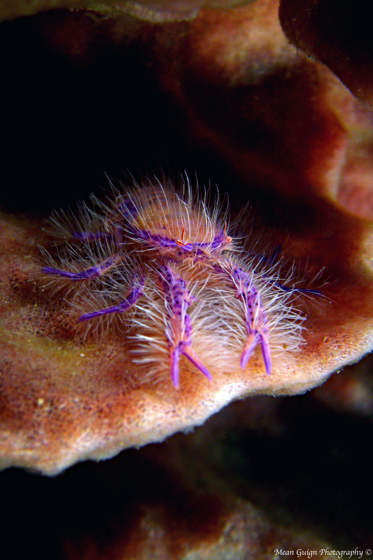 mean-guign-photography:
“ Hairy Squat Lobster (Lauriea siagiani) - Atmosphere Resorts House Reef, Dauin, Philippines
”
I just want to give it a hug.