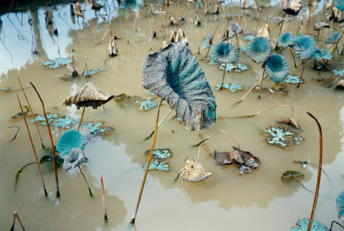 mpdrolet: Lotus Pond, Ha Son Binh Province, Vietnam 1993             &