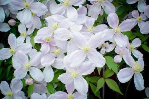 Clematis“”You must… you must feel verysafe. I think that’s… when people know love—when they are love