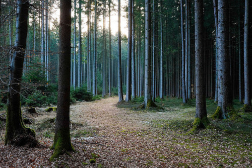 Evening in Forest by Andreas Krappweis on Flickr.