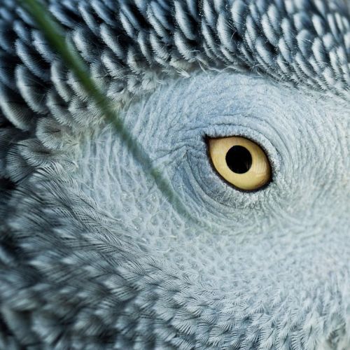 exercicedestyle:African Gray Parrot Eye