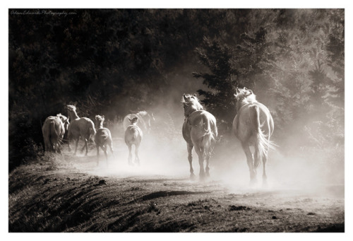 monochromebeauty: Untamed II by Meowgli Wild white horses of the Camargue region in southern Fran