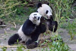 soinlovewithpandas:  Yang Yang and her son