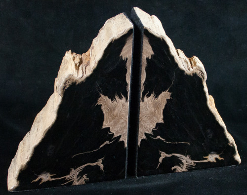 fossilera:We just added about a dozen new petrified wood bookends to FossilEra.com last night.  