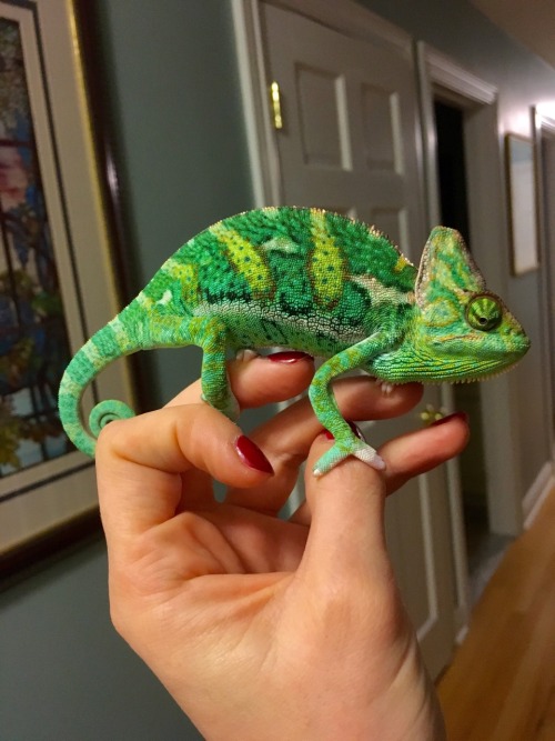 hearts-of-fire:  Sometimes I feel like Rupert is an exceptionally beautiful veiled.