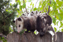 ambersoundwaves:   beben-eleben: Photos Of Animals And Their Parents That Will Melt Your Heart   THE (ANTEATER?) SCALY ONES. SO PRECIOUS.