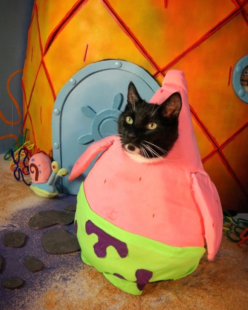 cat-cosplay:“The inner Meow-chinations of my mind are an enigma…”~ Cat-rick @spongebob