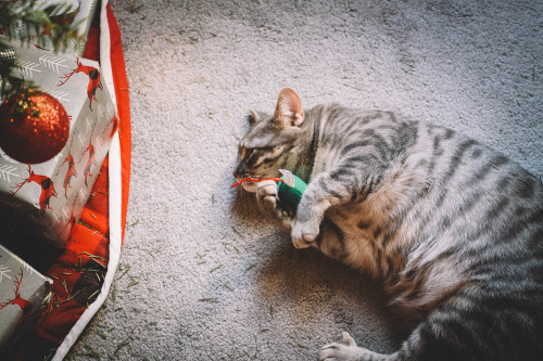 Kitten likes her new catnip toy :’))